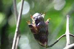 Strobilanthes luridus